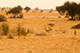 Deers, Khuri, Rajasthan, India