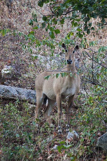 Deer, Kumbhalgarh National Park, Kumbhalgarh, Rajasthan, India