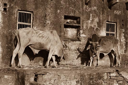 Pair of Bulls, Kumbhalgarh, Rajasthan, India