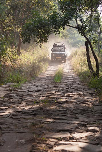 Safari, Kumbhalgarh National Park, Kumbhalgarh, Rajasthan, India