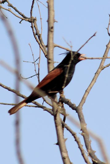 Bird, Ranthambore National Park, Ranthambore, Rajasthan, India