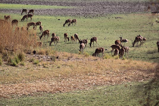 Deers, Ranthambore National Park, Ranthambore, Rajasthan, India