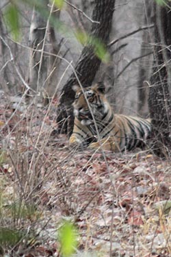 Tiger, Ranthambore National Park, Ranthambore, Rajasthan, India