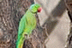 Parrot, Ranthambore National Park, Ranthambore, Rajasthan, India