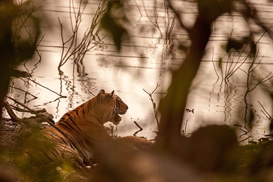 Arrowhead Tigress, Ranthambore National Park, Ranthambore, Rajasthan, India