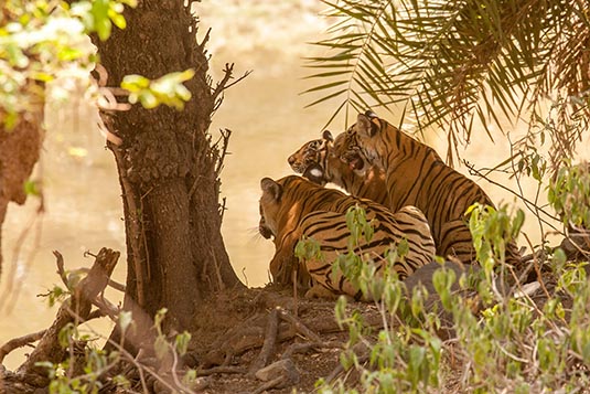 Arrowhead with her Cubs, Ranthambore National Park, Ranthambore, Rajasthan, India