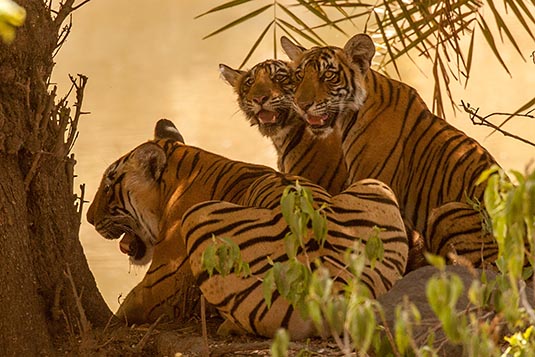 Arrowhead with her Cubs, Ranthambore National Park, Ranthambore, Rajasthan, India