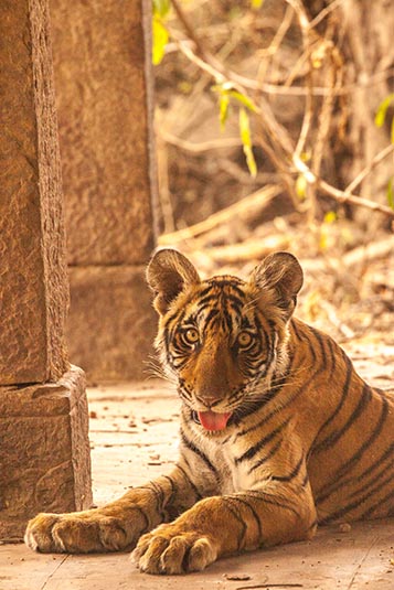 Cub of Arrowhead Tigress, Ranthambore National Park, Ranthambore, Rajasthan, India