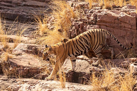 Krishna the Tigress, Ranthambore National Park, Ranthambore, Rajasthan, India