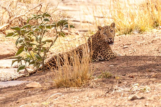 Leopard, Ranthambore National Park, Ranthambore, Rajasthan, India