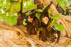Bats, Ranthambore National Park, Ranthambore, Rajasthan, India
