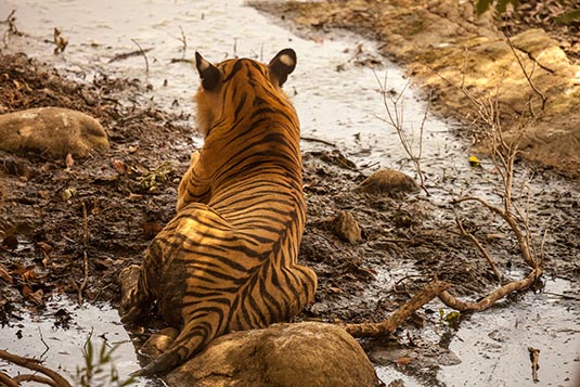 Noorie the Tigress, Ranthambore National Park, Ranthambore, Rajasthan, India