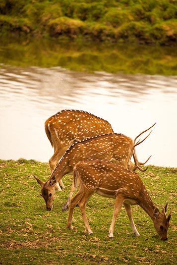 Spotted Deer, Ranthambore National Park, Ranthambore, Rajasthan, India