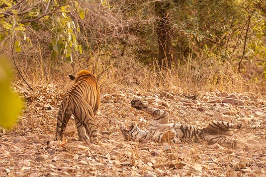 T57 the Tiger and Noor the Tigress in aggression, Ranthambore National Park, Ranthambore, Rajasthan, India