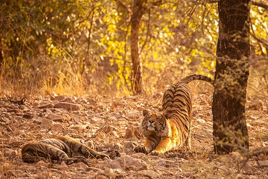 T57 the Tiger and Noor the Tigress, Ranthambore National Park, Ranthambore, Rajasthan, India