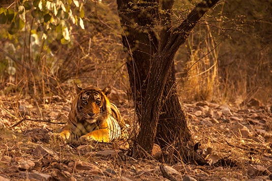 T57 the Tiger, Ranthambore National Park, Ranthambore, Rajasthan, India