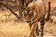 Jai the Tiger, Ranthambore National Park, Ranthambore, Rajasthan, India