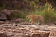 Krishna the Tigress, Ranthambore National Park, Ranthambore, Rajasthan, India