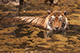 T57 the Tiger, Ranthambore National Park, Ranthambore, Rajasthan, India