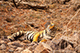 Unnamed Sub-adult Tiger, Ranthambore National Park, Ranthambore, Rajasthan, India