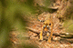 Unnamed Sub-adult Tiger, Ranthambore National Park, Ranthambore, Rajasthan, India