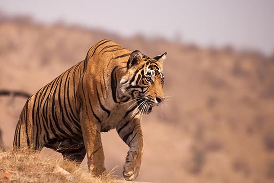 Veeru the Tiger, Ranthambore National Park, Ranthambore, Rajasthan, India