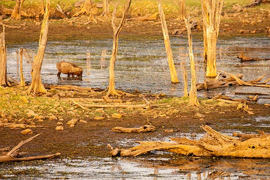 Wild Boar, Ranthambore National Park, Ranthambore, Rajasthan, India