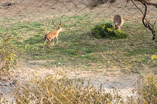 Wildlife Enclosure, The Trident, Udaipur, India