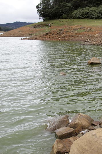 Lake at Pine Forest, Ooty, Tamil Nadu, India