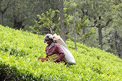 Tea Plantations, Coonoor, Tamil Nadu, India