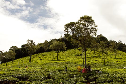 Tea Plantations, Coonoor, Tamil Nadu, India