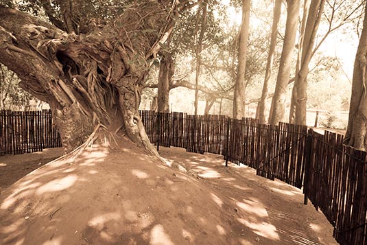 Banyan Tree, Auroville, Puducherry, India