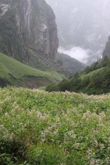 Valley of Flowers, The Himalayas