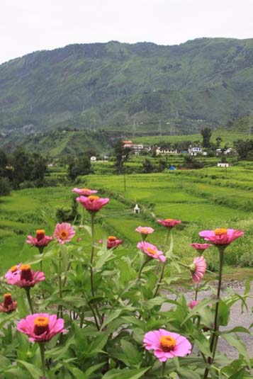 Wild Flowers, The Himalayas