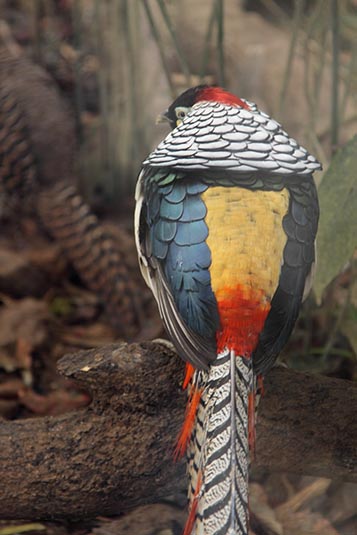 Bird, Zoo, Darjeeling, West Bengal, India