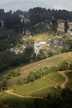 A Tea Estate, Darjeeling, West Bengal, India