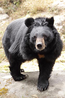 Himalayan Black Bear, Zoo, Darjeeling, West Bengal, India