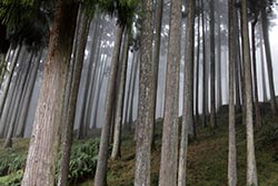 Pine Forest, Darjeeling, West Bengal, India