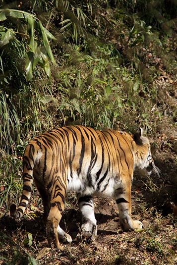 Royal Bengal Tiger, Zoo, Darjeeling, West Bengal, India