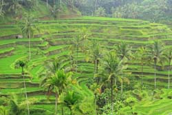 Rice Terrace, Ubud, Bali