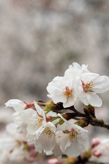 Cherry Blossom, Mariyama Park, Kyoto, Japan