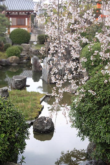 Garden, Sanjusangen-Do Temple, Kyoto, Japan