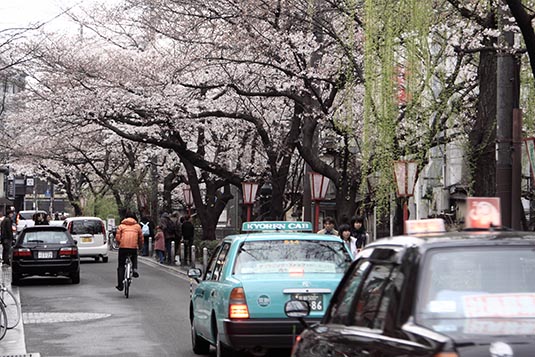 Sakura, A Street, Kyoto, Japan