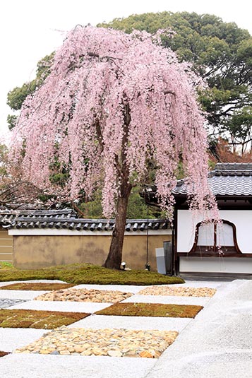 Shidare Sakura, Kodai-Ji Temple, Kyoto, Japan