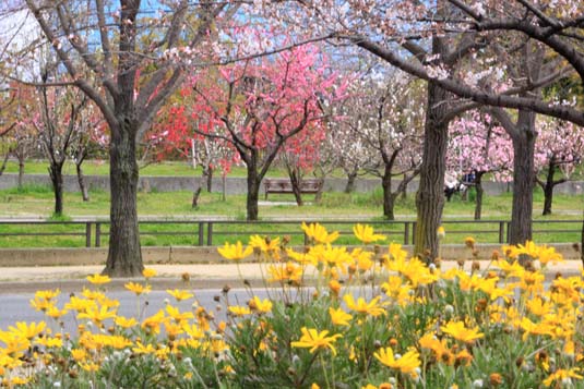 Peach Blossom Garden, Osaka Castle Viscinity, Osaka, Japan