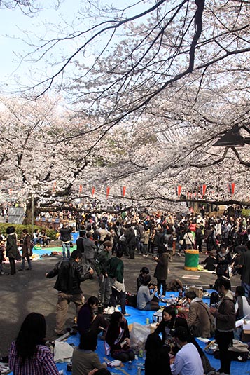 Cherry Blossom, Ueno Park, Tokyo, Japan
