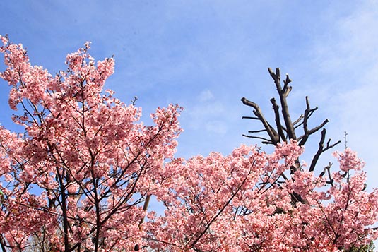 Cherry Blossom, Ueno Park, Tokyo, Japan