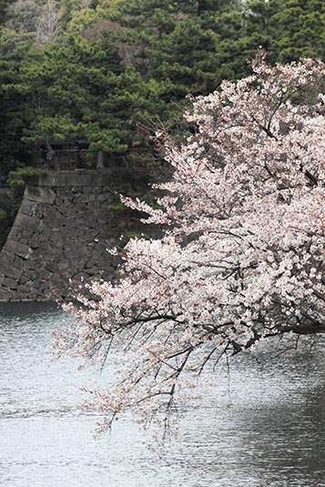 Sakura, Moat, Imperial Palace, Tokyo, Japan