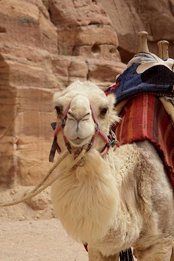 A Camel, Petra, Jordan