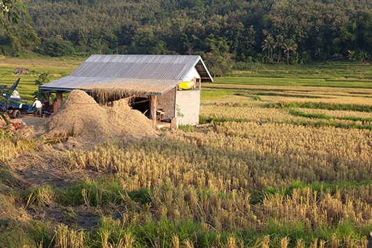 Rice Fields, Luang Prabang, Laos
